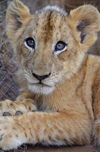 Jobourg et Kruger parc safari - Afrique du Sud