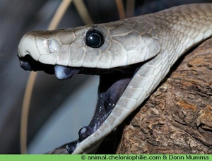 Black Mamba?!? Ca m'rappelle le film de Tarantino Kill Bill, ... sans doublure!!!