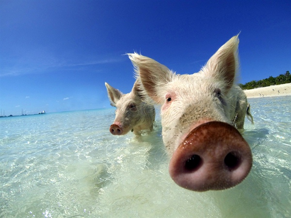 Bahamas - Exumas - Staniel Cay
