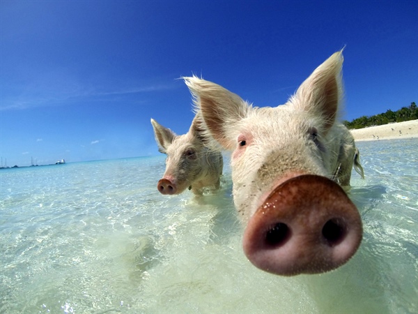 Bahamas - Exumas - Staniel Cay