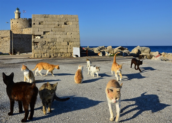 Grèce, Une vie de chat. 